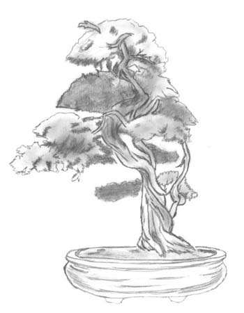 Jeannette Robe Bonsai